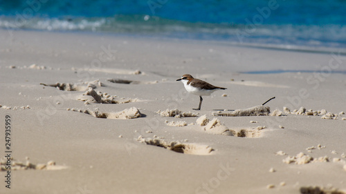 Kleiner australischer Vogel neben riesigen Fussspuren im Sand am Strand von Whitehaven Beach