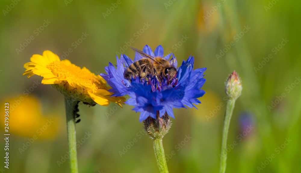 Fototapeta premium Bee