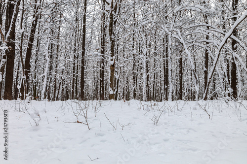 Winter forest. Trees under the snow. Nature. Landscape