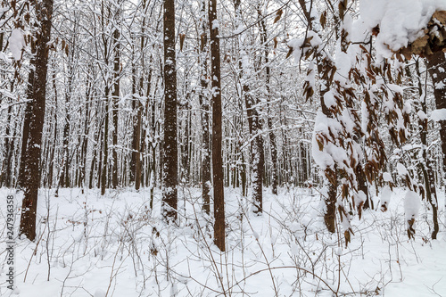 Winter forest. Trees under the snow. Nature. Landscape