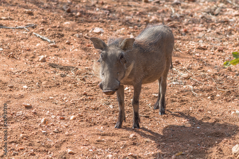 Fototapeta premium Warthog in the Kruger national park, South Africa