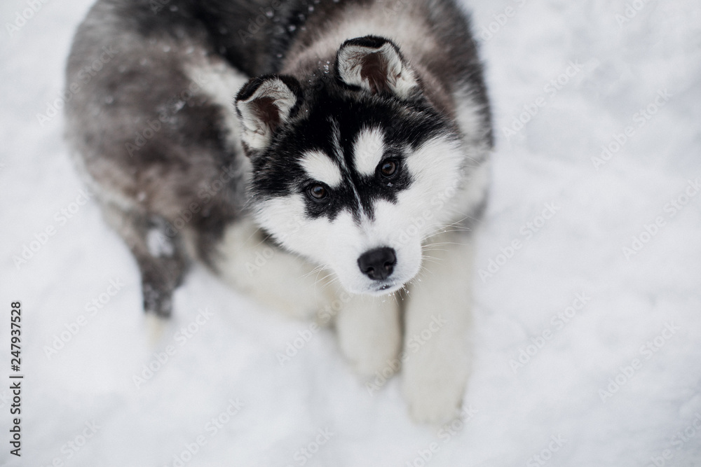 Husky puppy lying in the snow. Looking at camera. Siberian Husky puppy outdoors