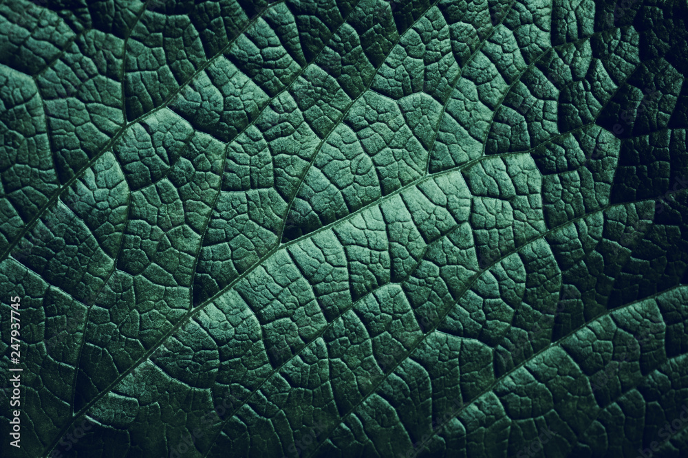 Leaf of a plant close up, dark green - obrazy, fototapety, plakaty 