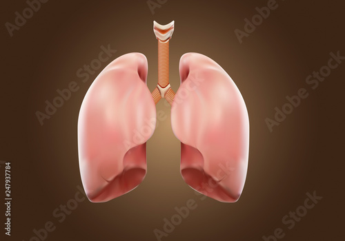 Strong lung Autopsy medical concept, 3D display.