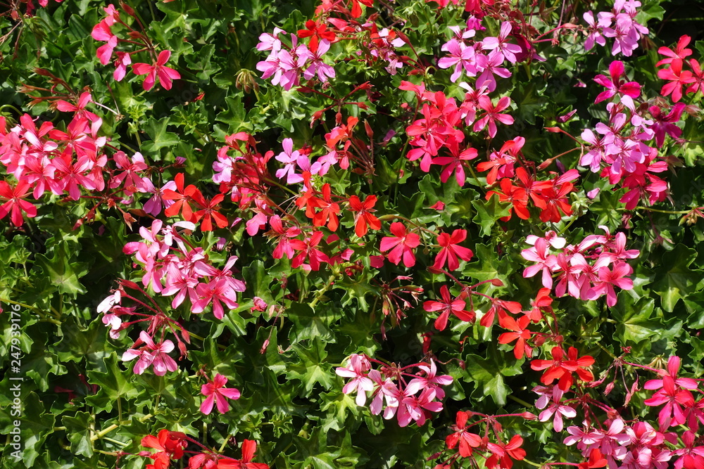 Red and pink flowers of ivy leaved geranium