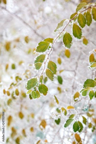 Green branch under white snow in winter photo