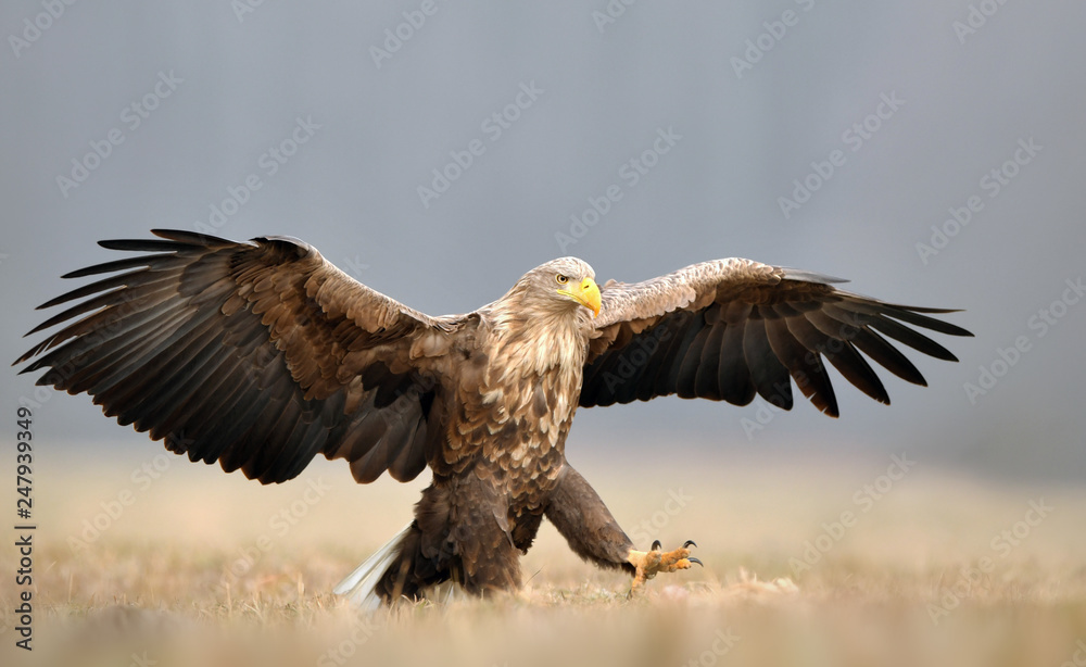White tailed eagle (Haliaeetus albicilla) White tailed eagle (Haliaeetus albicilla)