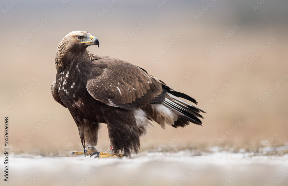 Φωτογραφία Golden Eagle (Aquila chrysaetos)