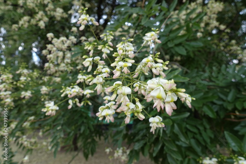 Fotografiet Close view of raceme of white flowers of Sophora japonica