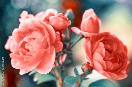 Fototapeta Naklejka Na Ścianę i Meble -  Beautiful living coral roses flowers in garden close up. Tinted effect