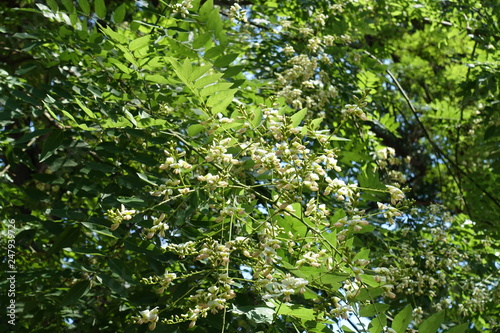 Leafage and white flowers of Sophora japonica