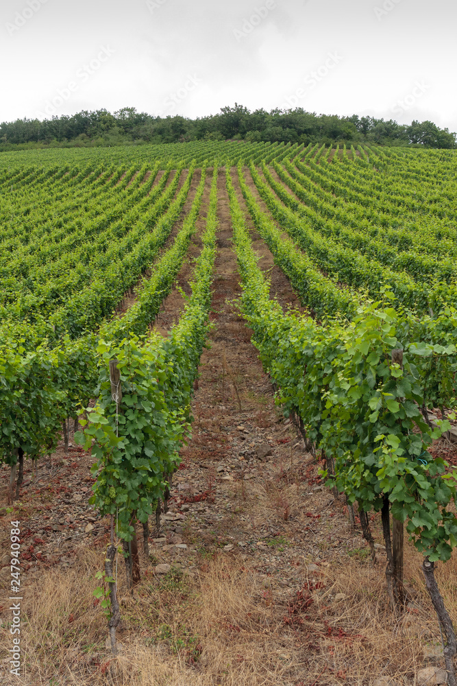 Vineyard at the city of Thann in Alsace France. Vineyard at the city of Thann in Alsace France.