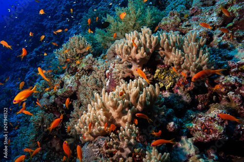 Finger leather coral at the Red Sea, Egypt