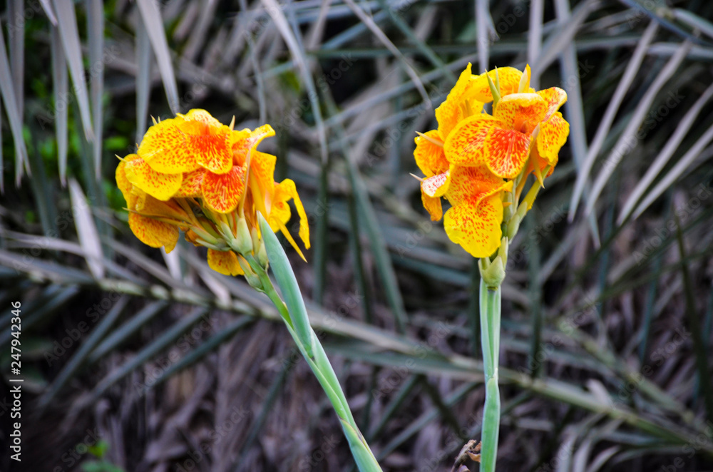 two yellow tulips in the garden two yellow tulips in the garden