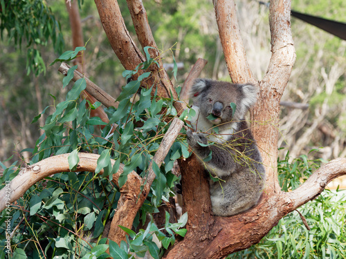 Photography Koala feeding on leaves