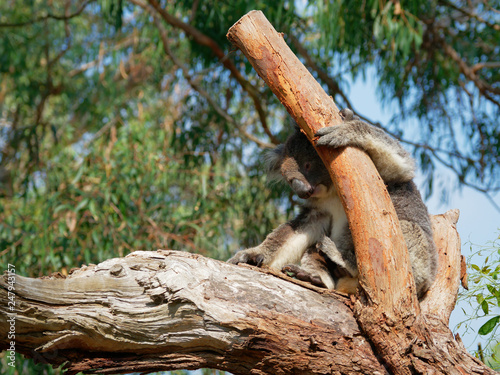 Koala hiding from the sun