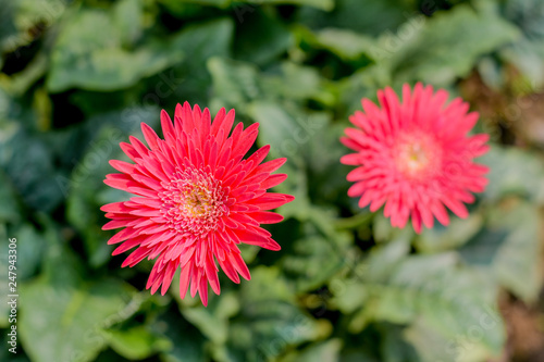 Bild auf Leinwand Two Barberton daisy gerbera with leaves in background