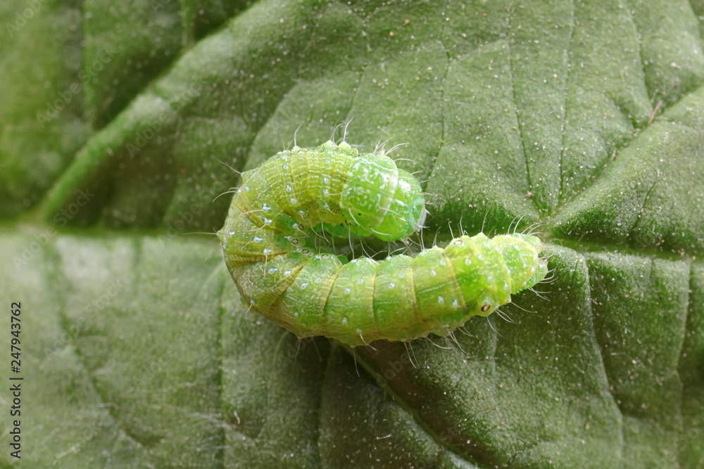 Naklejka premium Meat insects in the natural environment