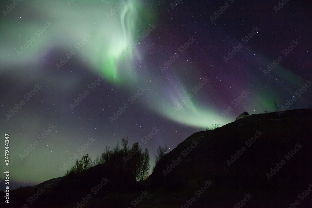 northern lights in Norway in green, blue and violet colours and a tree in front