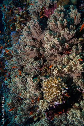 Finger leather coral at the Red Sea, Egypt