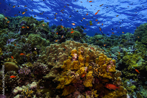 Coral Reef at the Red Sea  Egypt