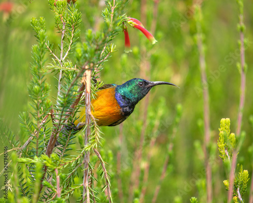 Orange breasted Sunbird after feeding on a flower of an erica bush.  Bird holding to evergreen, displaying breast and head.
