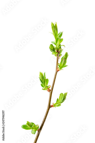A spring branch of hawthorn  Crataegus  with budding leaves and thorns. Isolated on a white background.