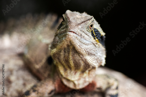 Eastern Water Dragon lizard