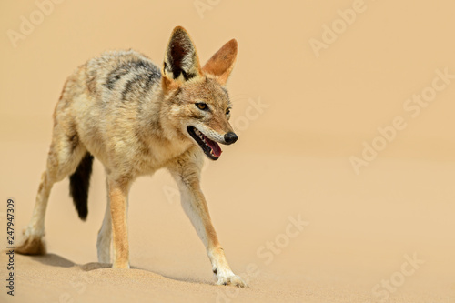 Black-backed Jackal - Canis mesomelas, beautiful young jackal posting in the sand of Namib desert, Walviss Bay, Namibia photo