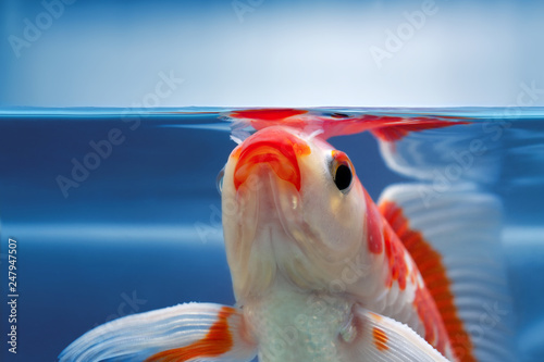 Colourful gold fish under water in fishtank, Water line edge and underwater reflection, blue backdrop, Closeup macro