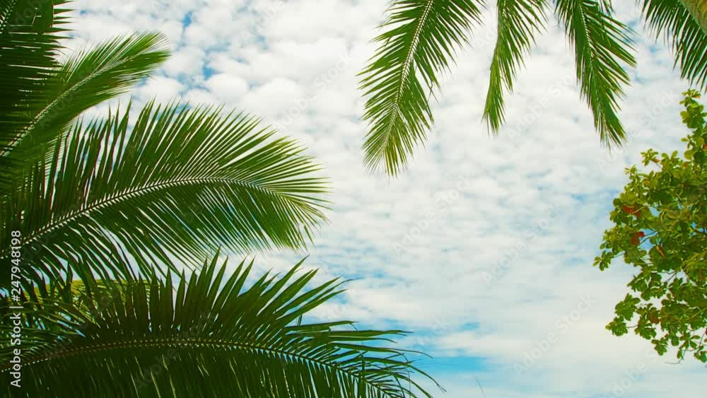 Leaves of palm trees against the sky. Exotic tropical view Leaves of palm trees against the sky. Exotic tropical view