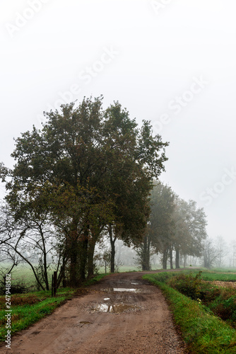 Country Road with fog