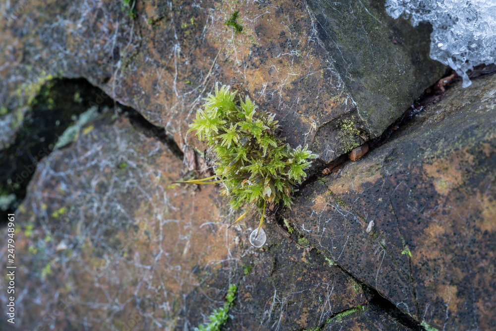Obraz premium Moos an einer Steinmauer mit Eiskristallen