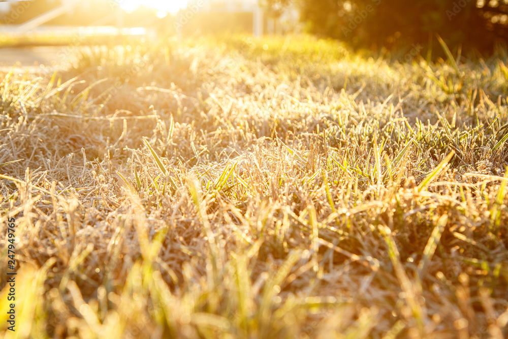 Fototapeta zamarznięta trawa we wczesnym mroźnym zimowym poranku.