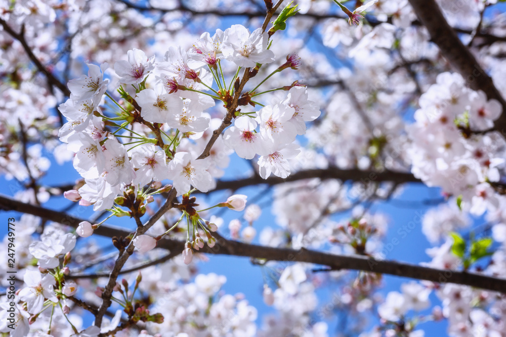 A branch of cherry blossoms against the backdrop of a bright blue sky, close-up A branch of cherry blossoms against the backdrop of a bright blue sky, close-up