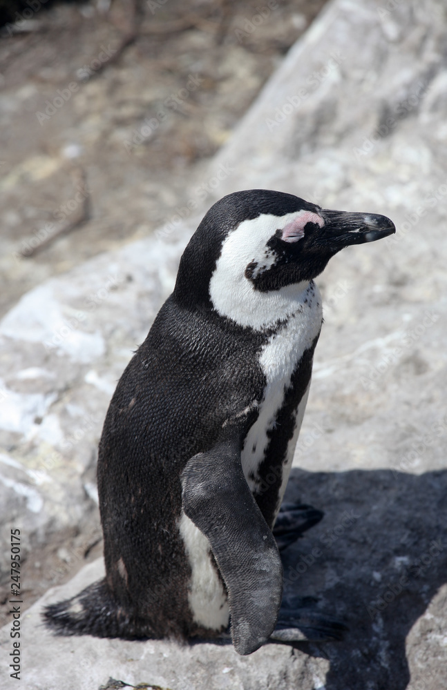 Obraz premium African penguin (Spheniscus demersus) on Boulders Beach near Cape Town South Africa relaxing in the sun