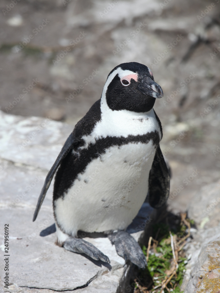 Obraz premium African penguin (Spheniscus demersus) on Boulders Beach near Cape Town South Africa relaxing in the sun
