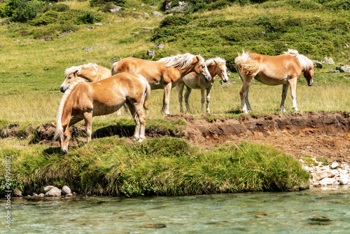 Herd of brown and white horses in Alpine pasture © Alberto Masnovo