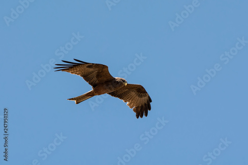Yellow-billed Kite