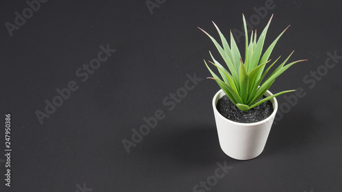 Artificial cactus plants or plastic or fake tree on white background.