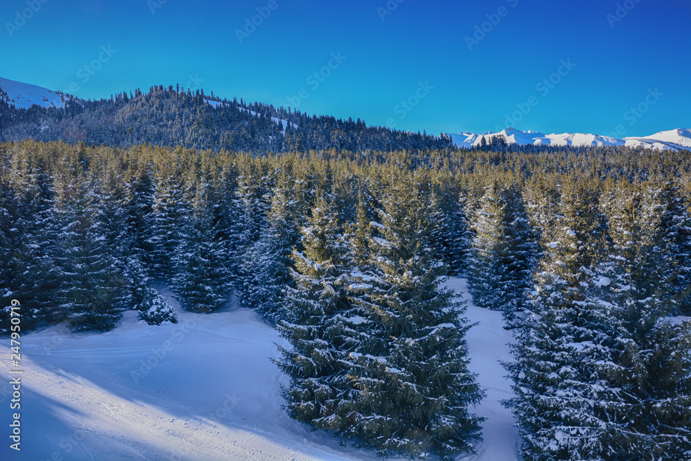 Beautiful winter landscape with snow, forest and clean sky in Karakol, Kyrgyzstan.