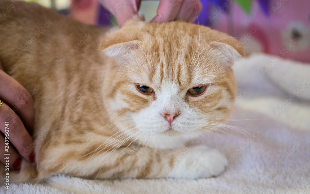 ginger scottish fold kitten at annual cats show