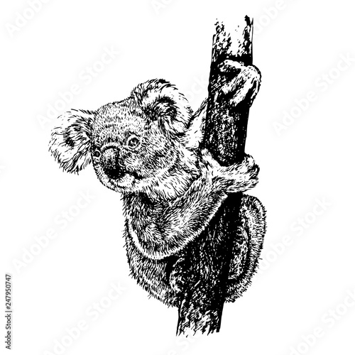 Koala on tree branch, hand drawn doodle, sketch in pop art style, vector illustration