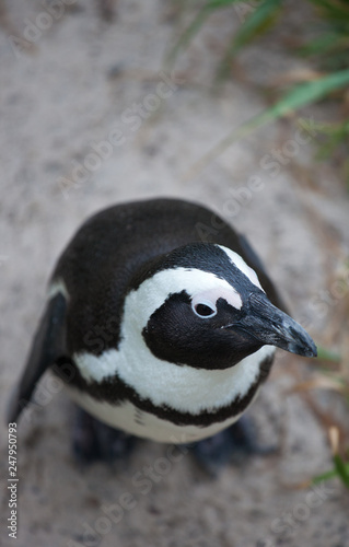 African penguin (Spheniscus demersus) on Boulders Beach near Cape Town South Africa. looking with interest