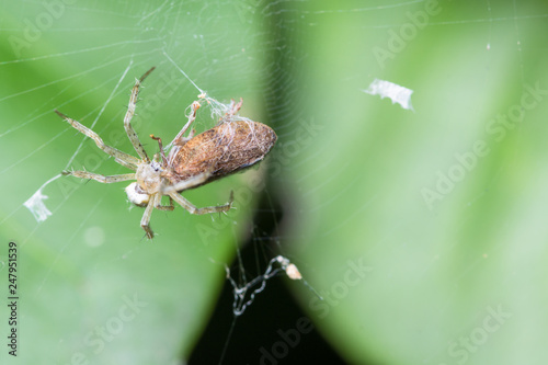 Macro spiders are laying eggs