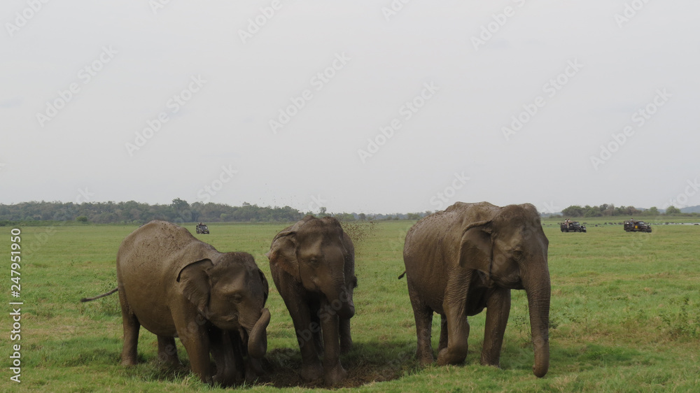 Fototapeta premium A herd of elephants in Minneriya national park