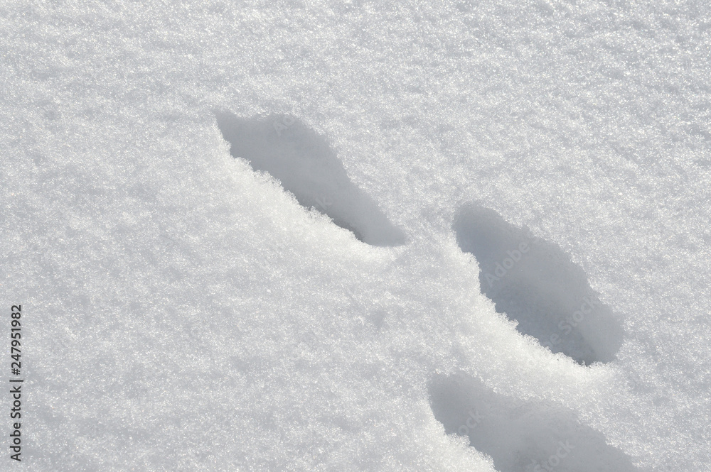 traces of animals in the snow traces of animals in the snow
