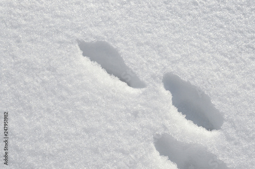 traces of animals in the snow © Viktor Orlov