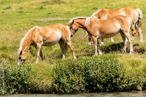 Herd of brown and white horses in Alpine pasture