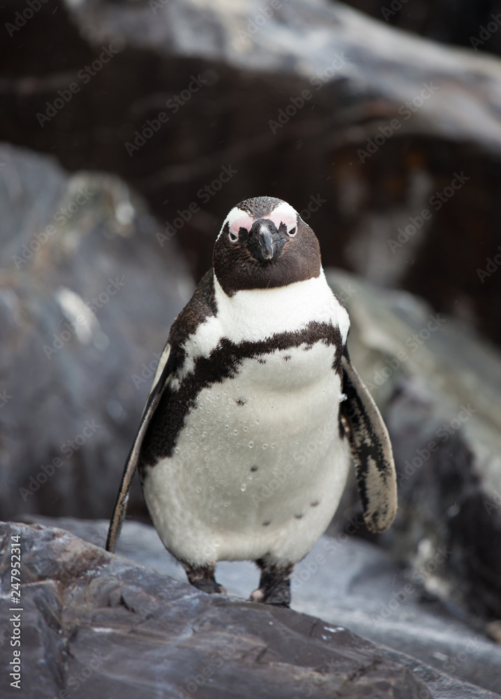 Fototapeta premium African penguin (Spheniscus demersus) on Boulders Beach near Cape Town South Africa
